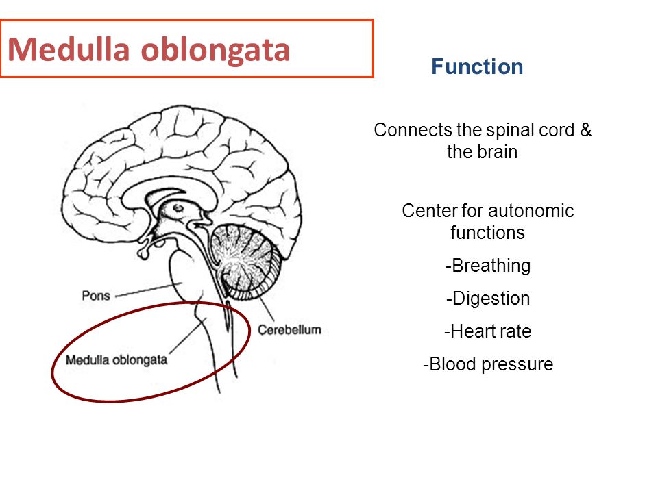 Функция connected. Медулла облонгата. Medulla Oblongata. Medulla Brain. Medulla Oblongata function.