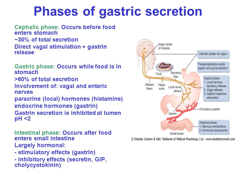 Phases of gastric secretion 
