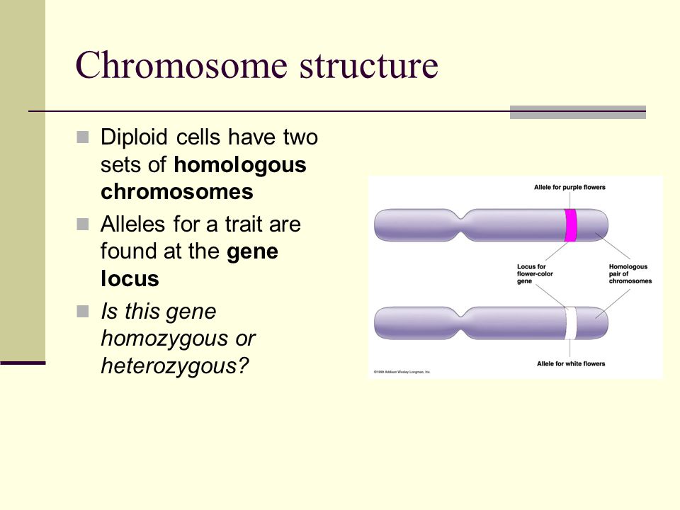 Chromosome structure. 