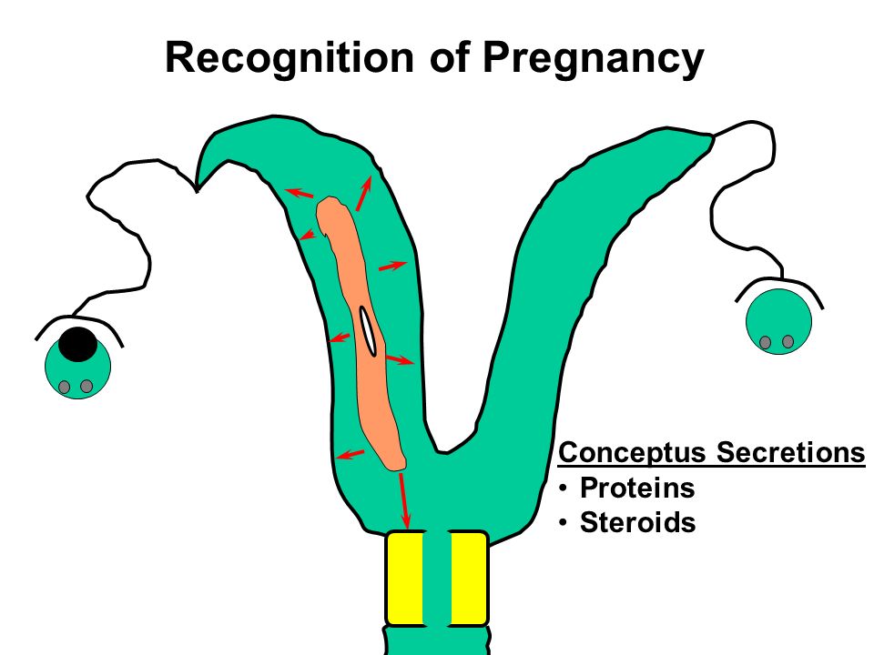 Lecture 19 Placentation and Maternal Recognition of Pregnancy - ppt video  online download
