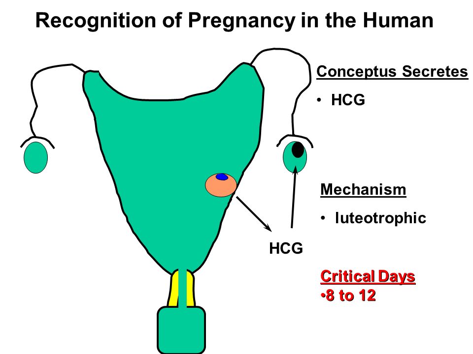Lecture 19 Placentation and Maternal Recognition of Pregnancy - ppt video  online download