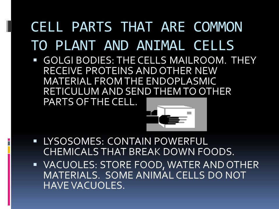 PLANT AND ANIMAL CELLS. - ppt video online download