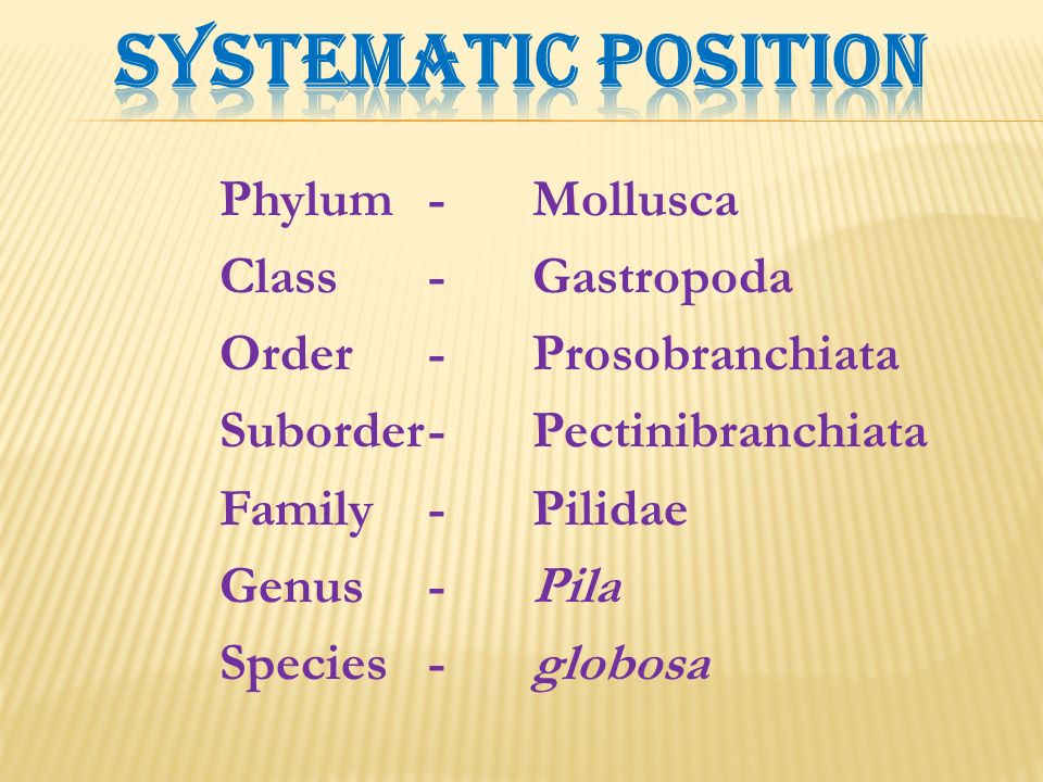 Snail Classification Chart