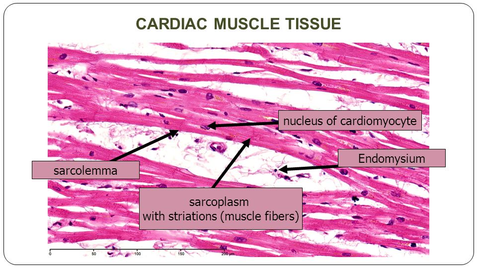 Работа гладких мышц. Striated Cardiac muscle Tissue. Эндомизий и миоциты. Cardiac muscle Fibres. Волокно мышцы под микроскопом с указателями.