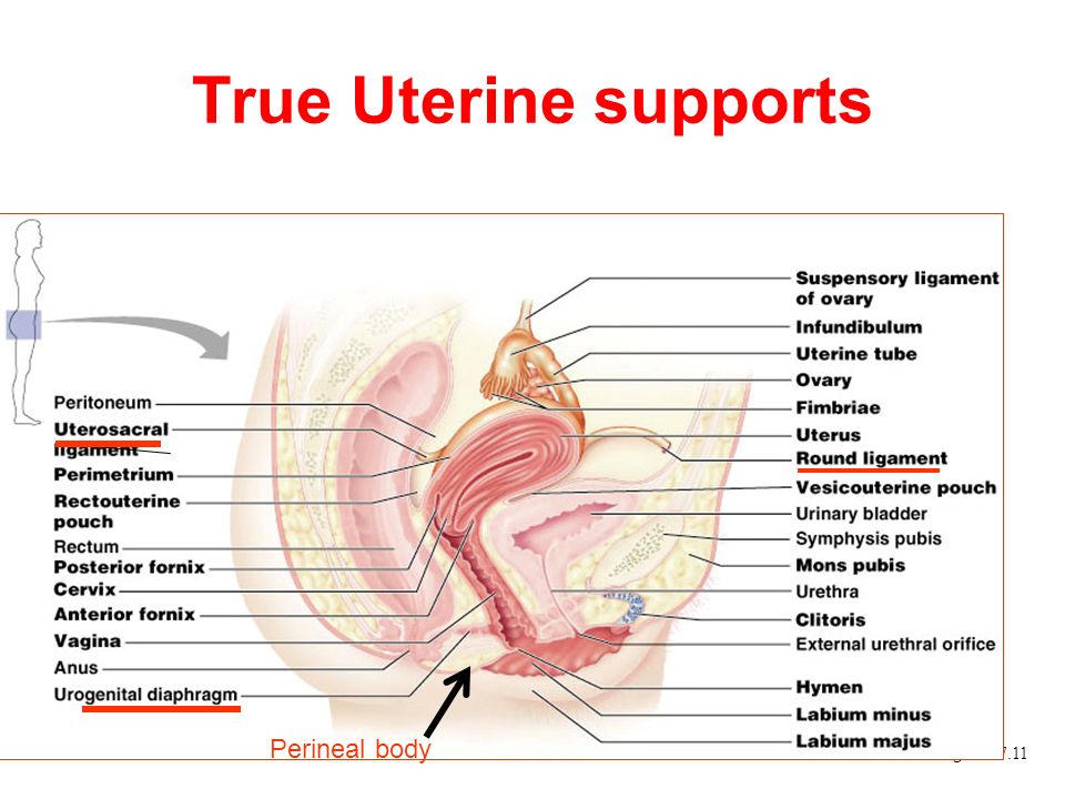 Gynecologic anatomy you'll remember