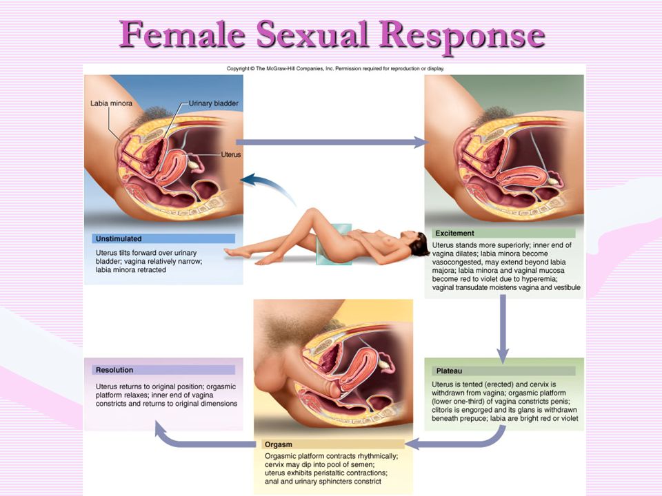 The Female Reproductive System Jen Tynes SELU - ppt download
