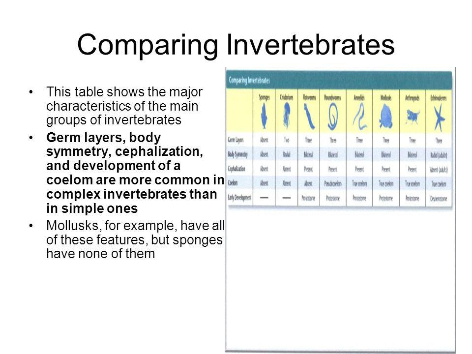 major characteristics of invertebrates