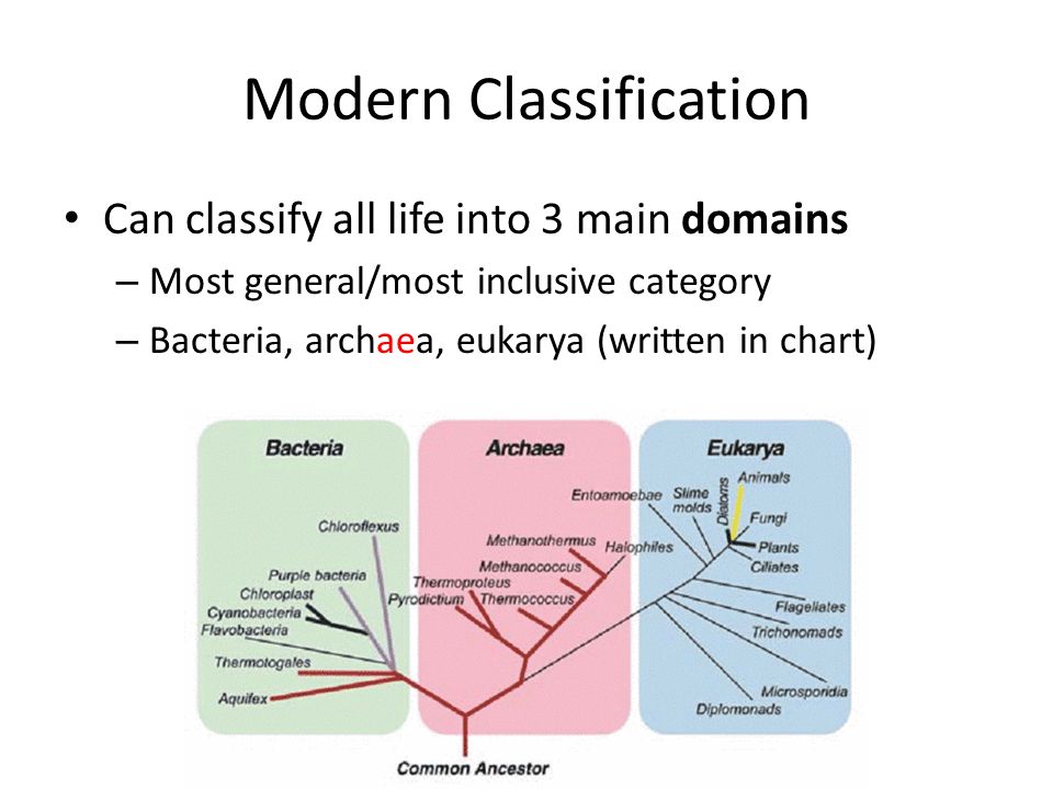 Life Classification Chart