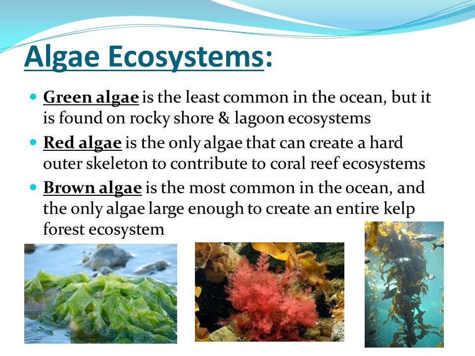 Algae Ecosystems: Green algae is the least common in the ocean, but it is found on rocky shore & lagoon ecosystems.