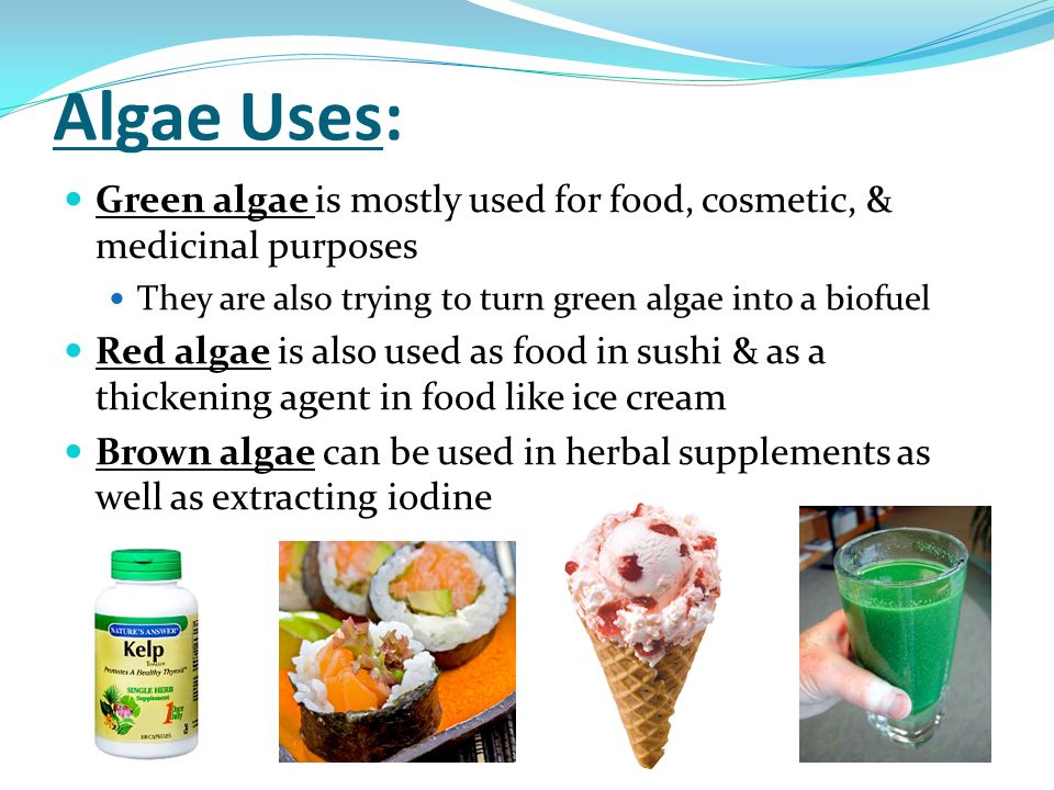 Algae Uses: Green algae is mostly used for food, cosmetic, & medicinal purposes. They are also trying to turn green algae into a biofuel.