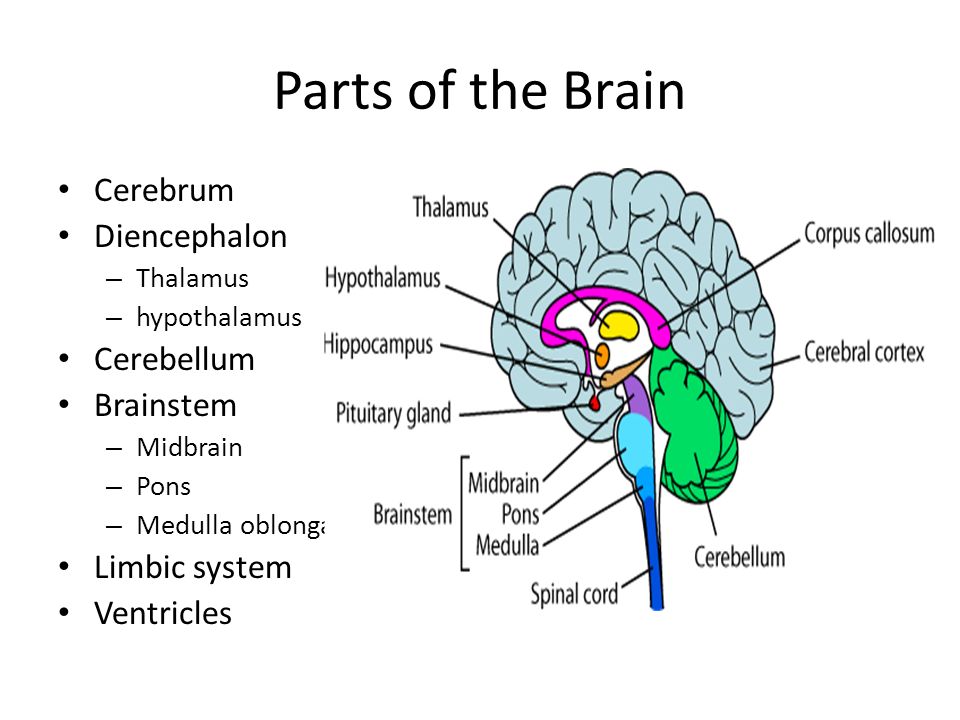 Brain tasks. Parts of the Brain. Brain structure. Parts of Brain and their function. Parts and structures of the Brain.