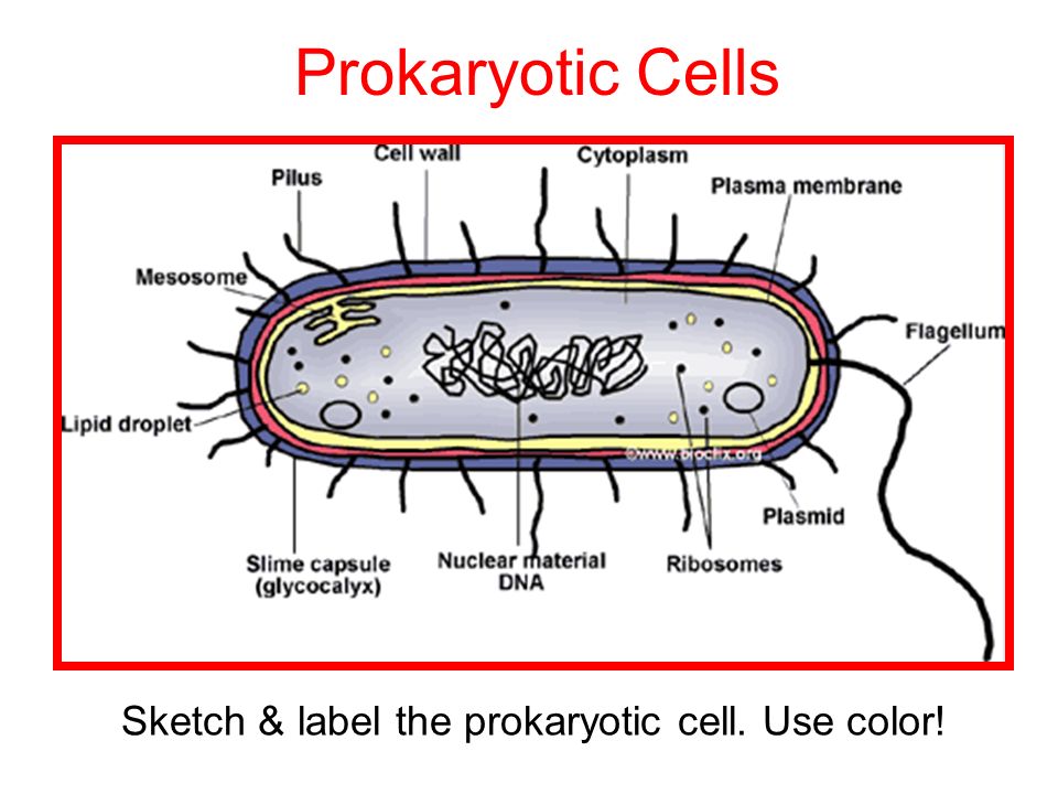 It's all about the cells…(Prokaryotic cells). – The Sciency Fellow