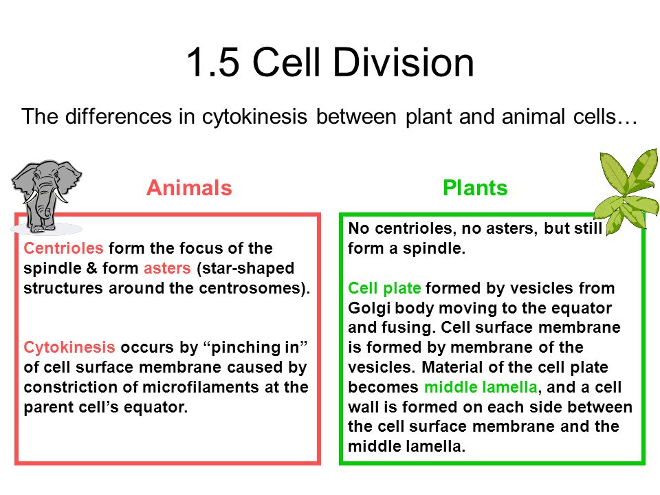 Cell Theory How do we know cells exist? - ppt video online download