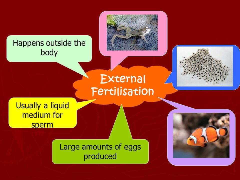 Internal & External Fertilisation - ppt download
