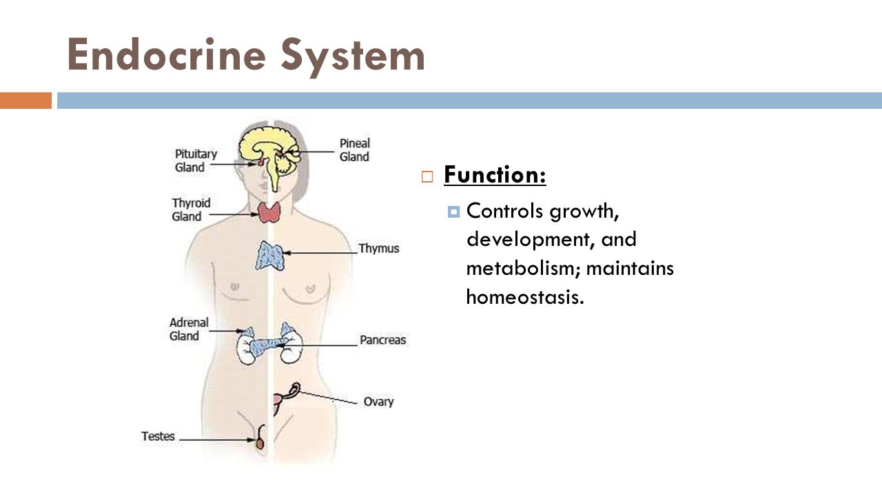 Endocrine System Function.