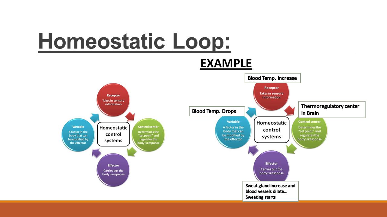 Homeostasis And Feedback Loops Ppt Video Online Download
