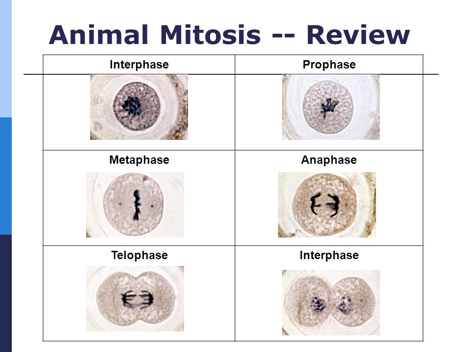 Interphase Of Mitosis Slide Biology Diagrams