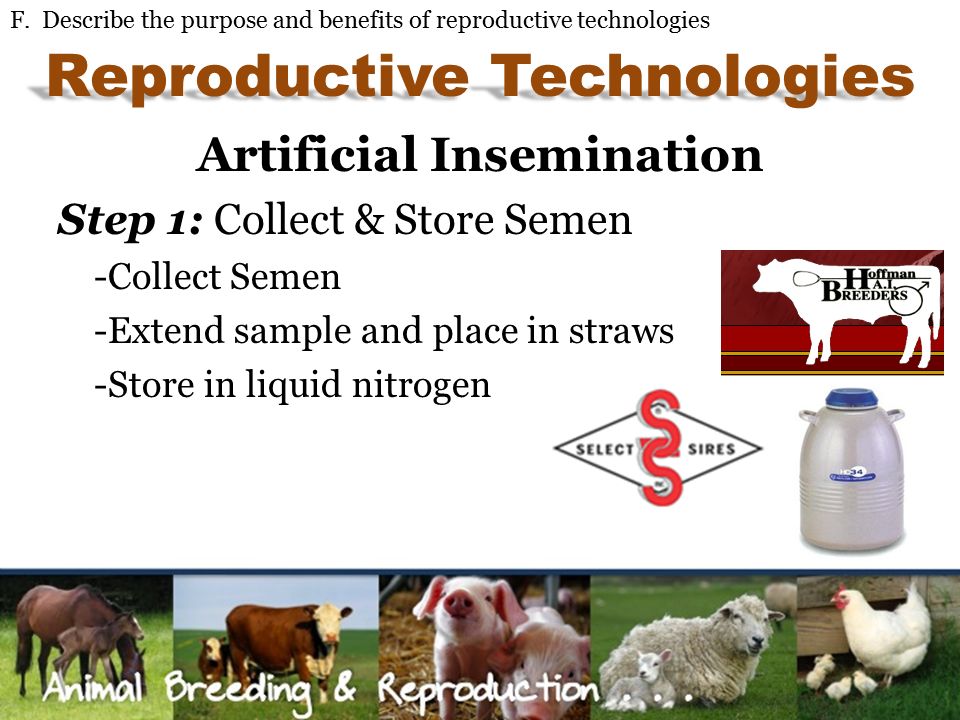 Animal Breeding & Reproduction - ppt video online download