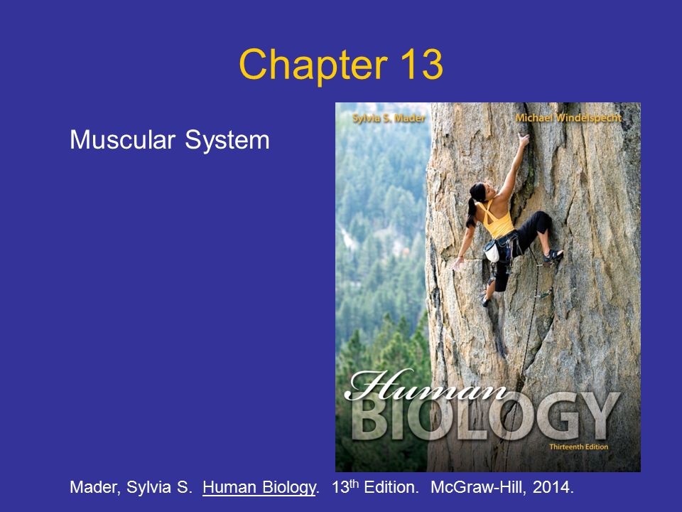 Chapter 13 Muscular System