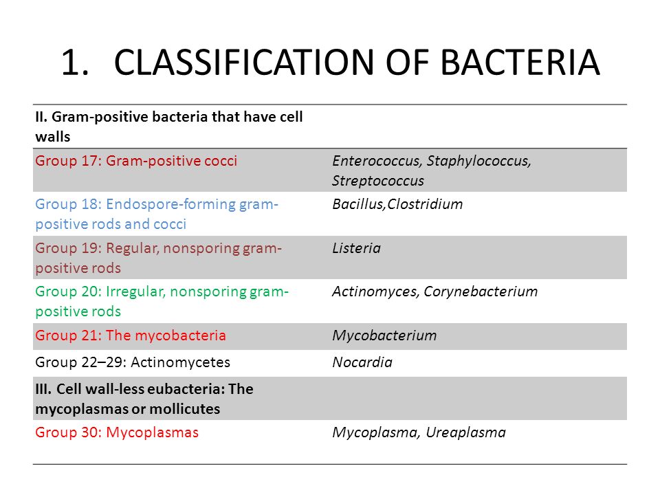 Microbiology Bacteria Classification Chart