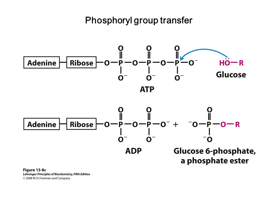 Phosphoryl group transfer