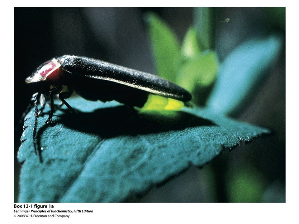 BOX 13-1 FIGURE 1a The firefly, a beetle of the Lampyridae family.