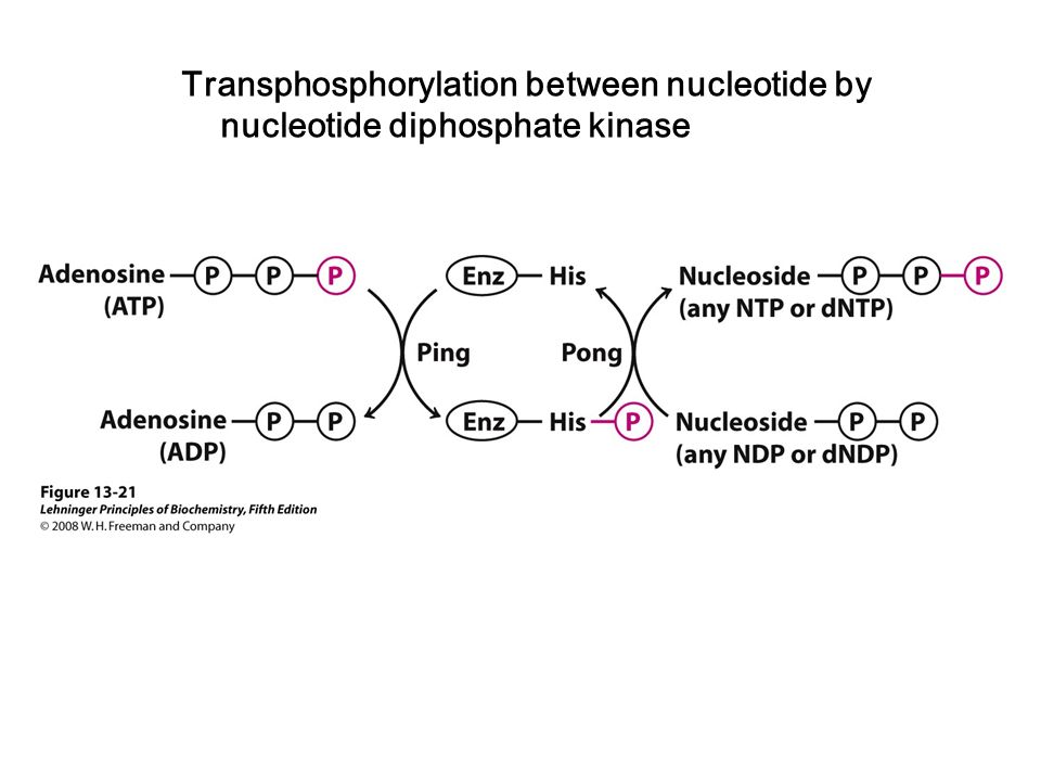 Transphosphorylation between nucleotide by nucleotide diphosphate kinase