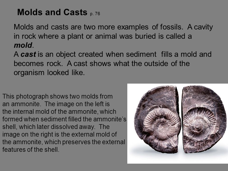 Mold And Cast Fossils Shells