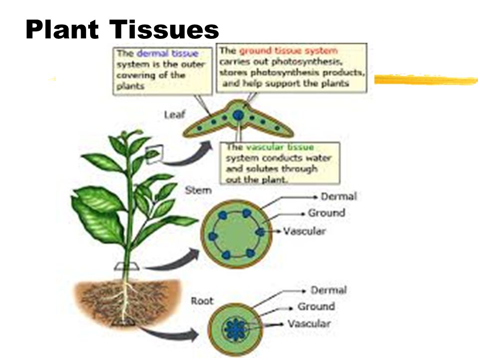 Plant tissues. Стебель сорняка grounded. Tissue of Plants Vascular. Plant Tissue structure.