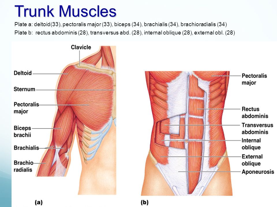 Biceps brachii brachialis