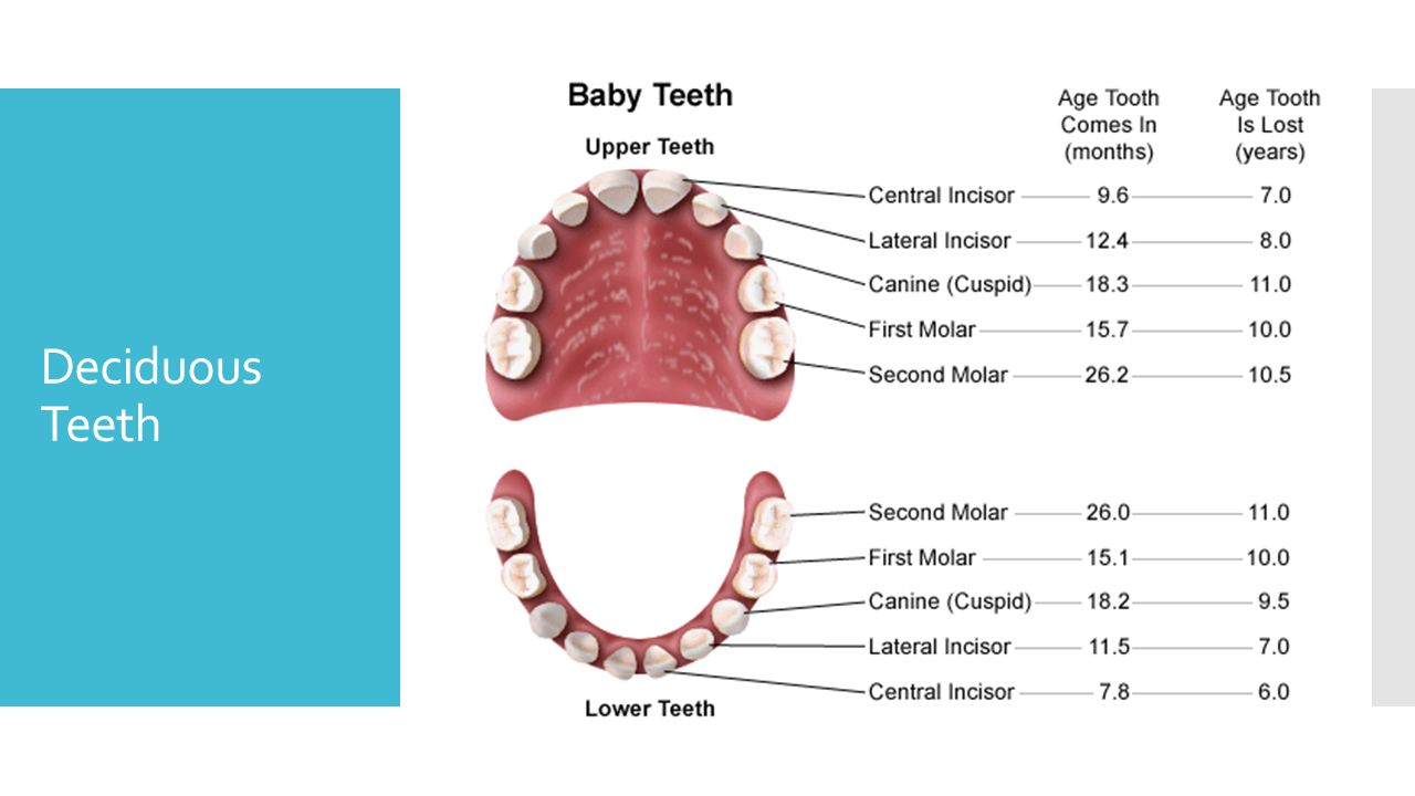 Сколько растет зуб после выпадения молочного. Схема выпада молочных зубов. Строение молочных зубов у детей анатомия. Схема постоянных зубов у ребенка 10 лет. Зубы выпадение молочных схема.