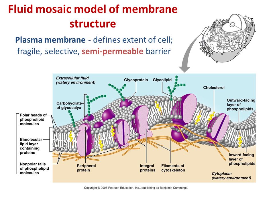 fluid mosaic model of plasma membrane