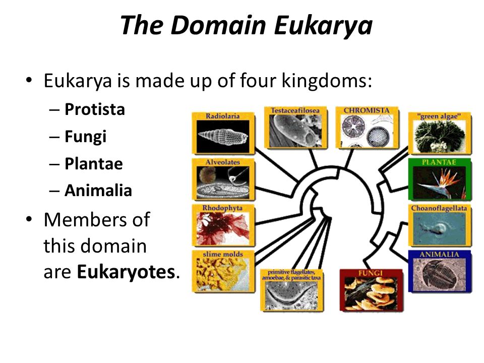 4 Eukaryotic Kingdoms Chart