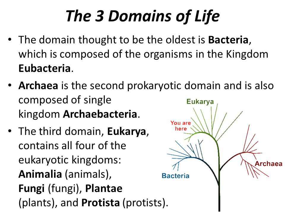 Kingdoms and Domains. - ppt video online download