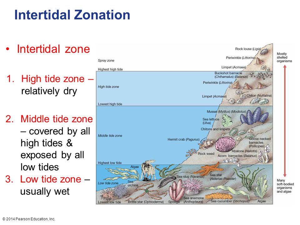 Zone definition. The intertidal Zone. The intertidal Zone комикс. Литорина на литорали. Diseases of the intertidal Zone.
