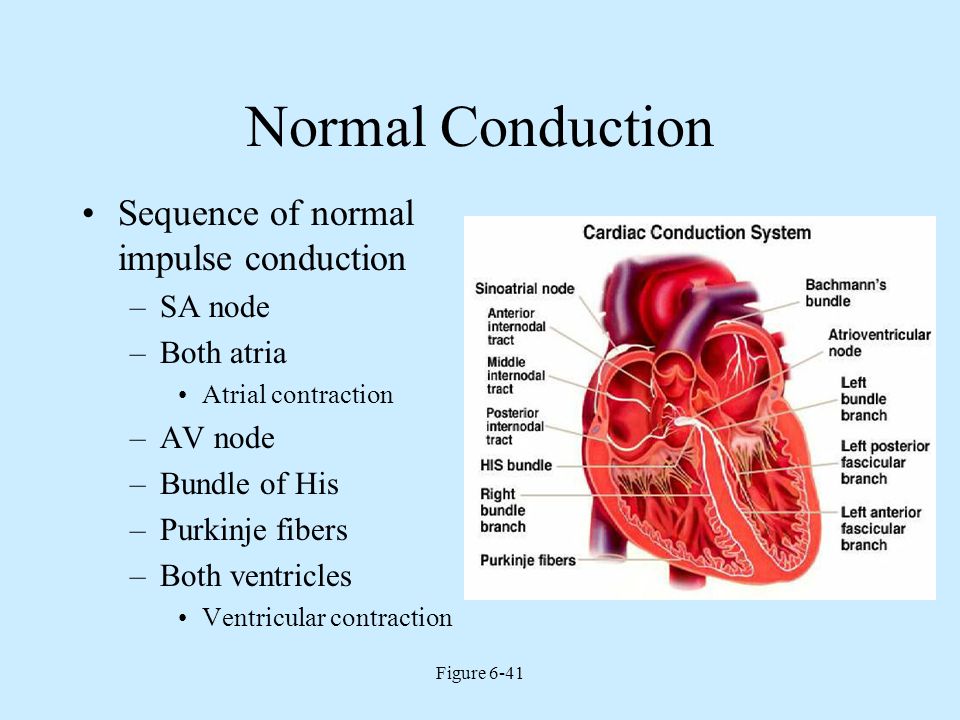 Electrophysiology Of The Heart Ppt Video Online Download Electrophysiology Of The Heart Ppt Video Online Download