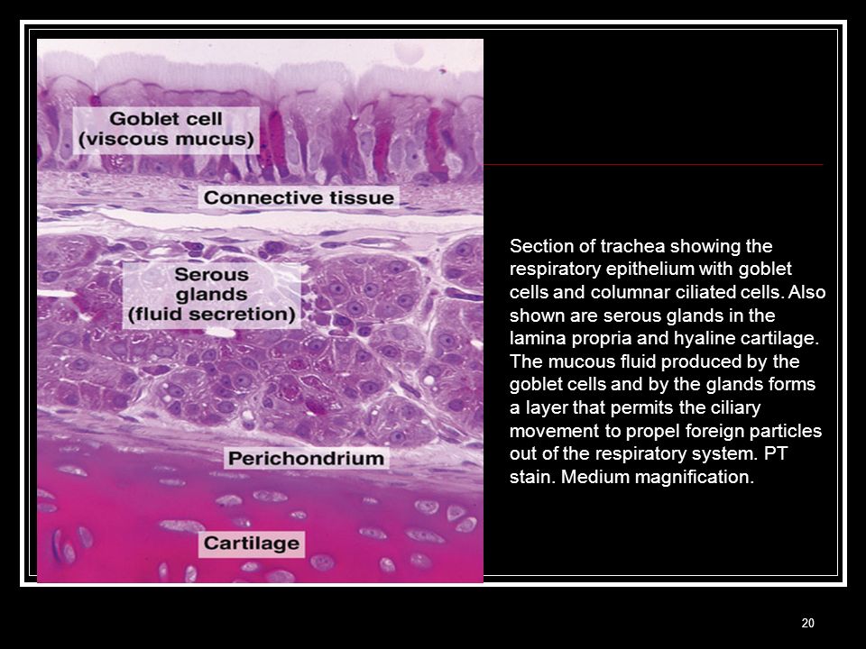 trachea histology goblet cells