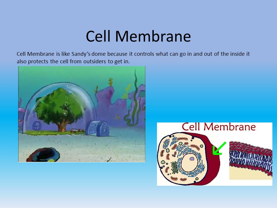 What Is A Good Cell Analogy / Cell Phone To Cell Analogy Project : Maybe you would like to learn more about one of these?
