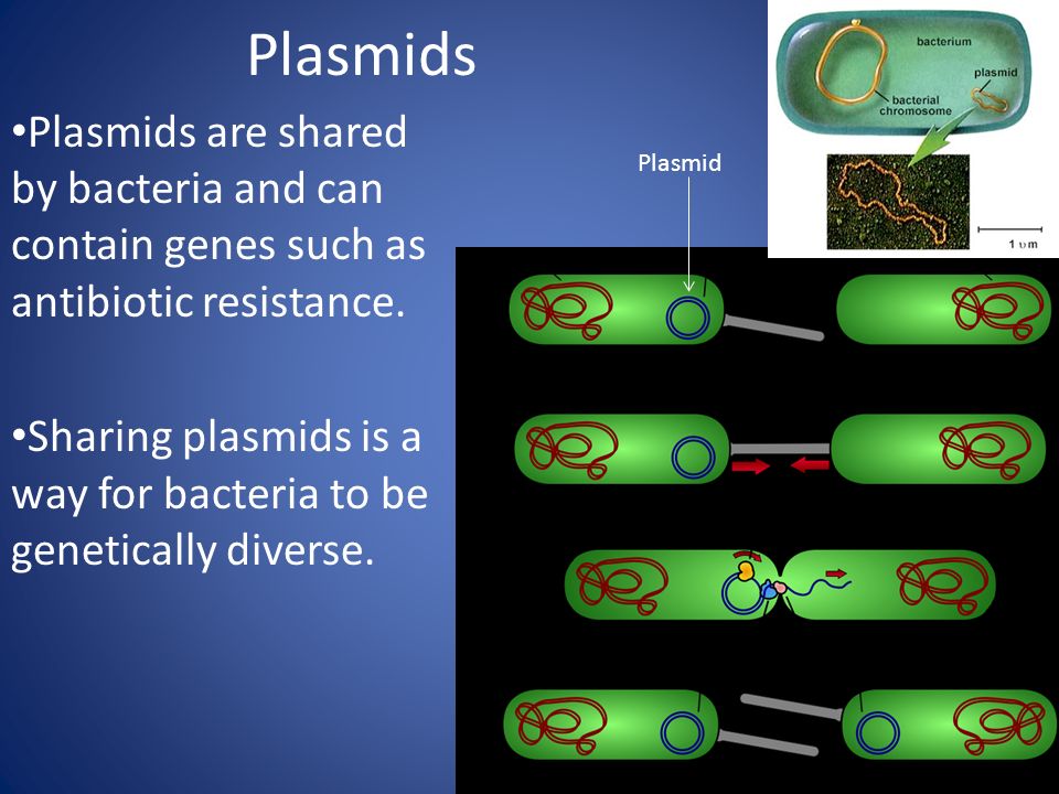 Плазмиды характеристика. Плазмида. Плазмида бактерий. Строение плазмид. Структура плазмид.