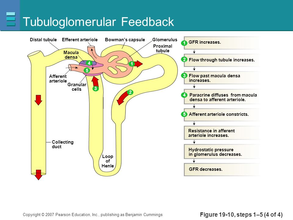 tubular glomerular feedback