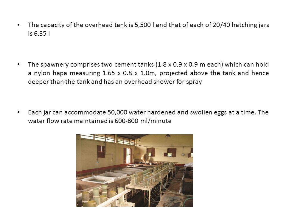 The capacity of the overhead tank is 5,500 l and that of each of 20/40 hatching jars is 6.35 l