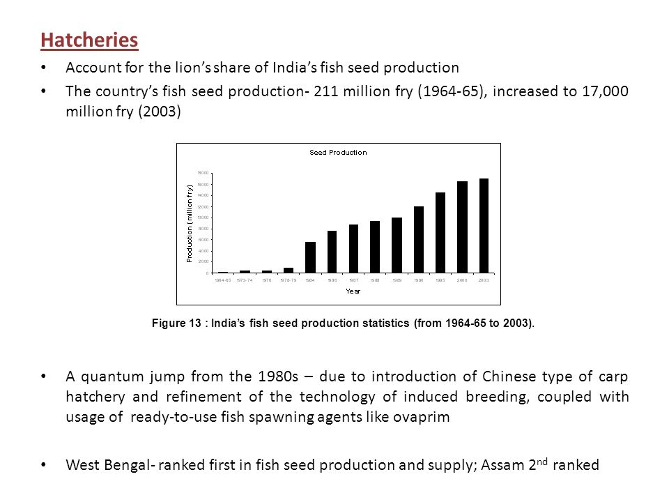 Hatcheries Account for the lion’s share of India’s fish seed production.