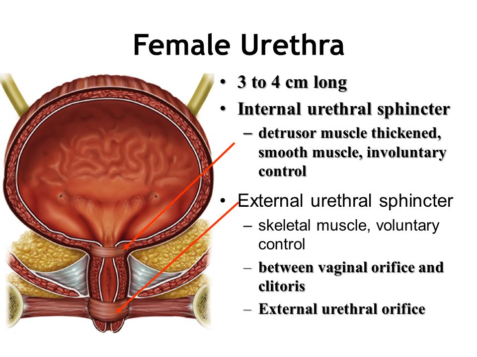 The Female Hip And Pelvis