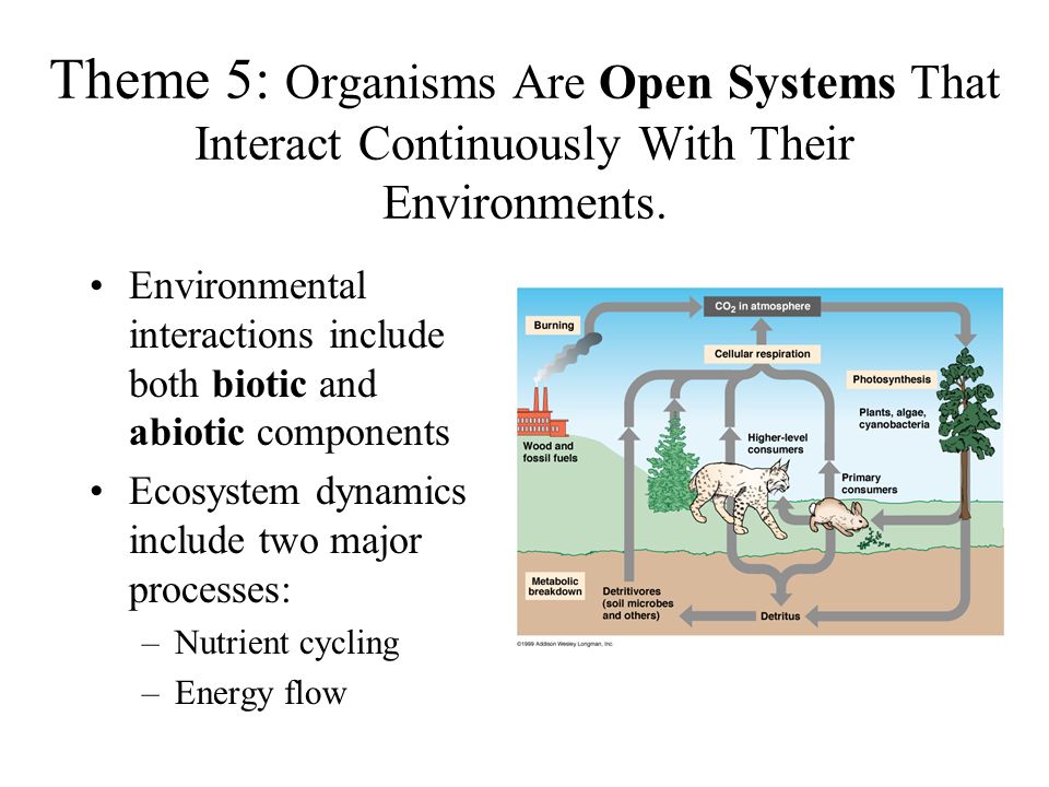 Objectives Be Able To Identify Explain And Give Examples Of The Six Themes Central To Living Organisms That We Will Emphasize Throughout The Semester Ppt Video Online Download