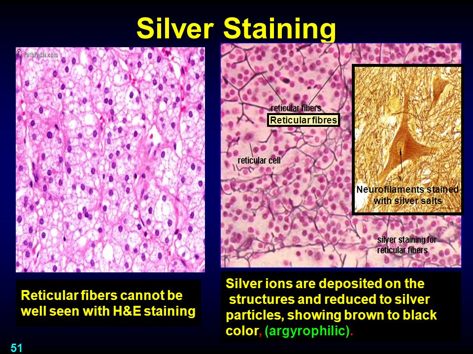 Basic Staining Techniques Ppt Video Online Download