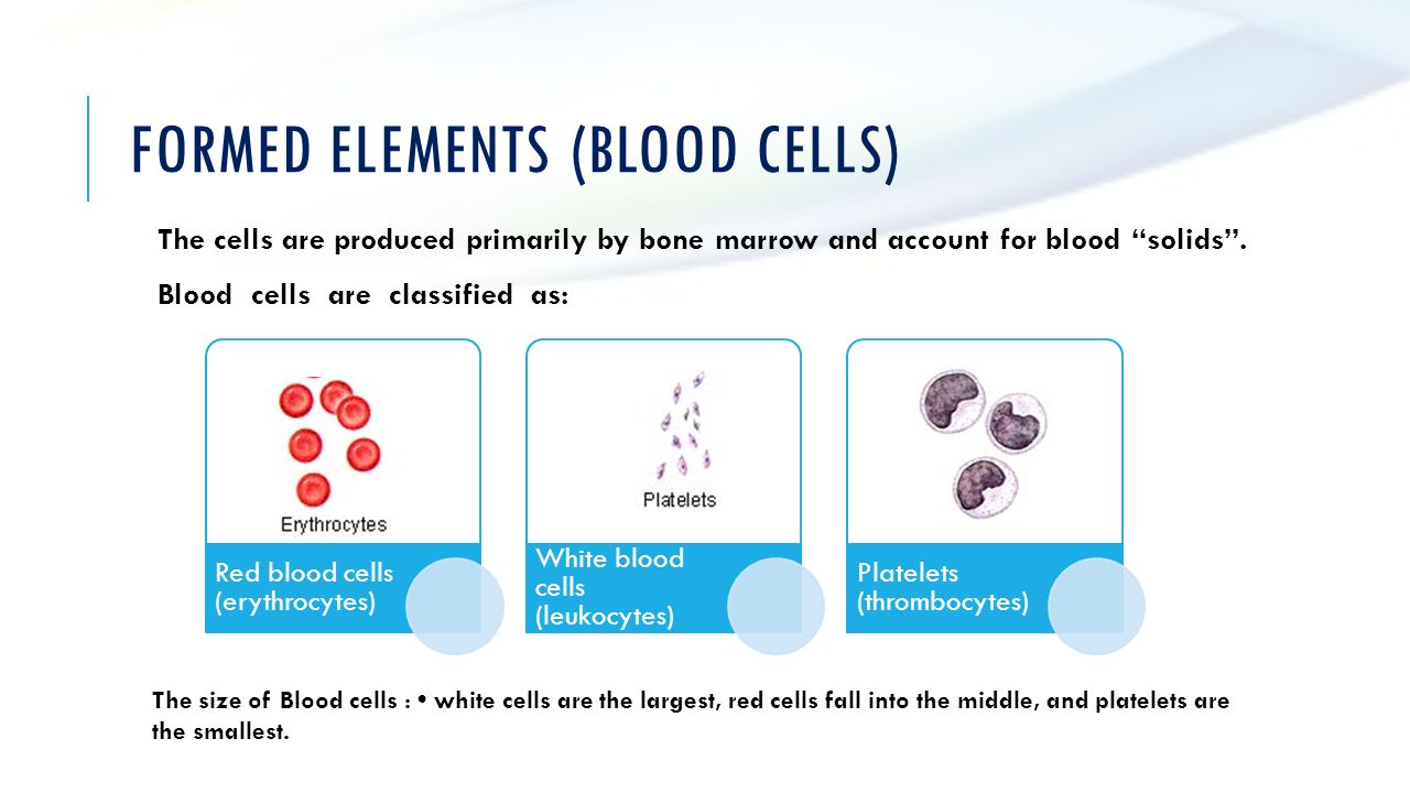 Formed Elements (BLOOD CELLS)