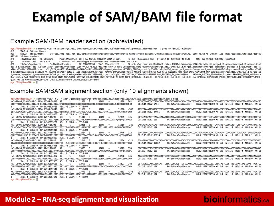 bam file format column bam file format column