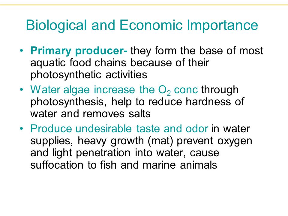 Microalgae Are The Primary Food Source Of Essentially All Marine And Download Scientific Diagram