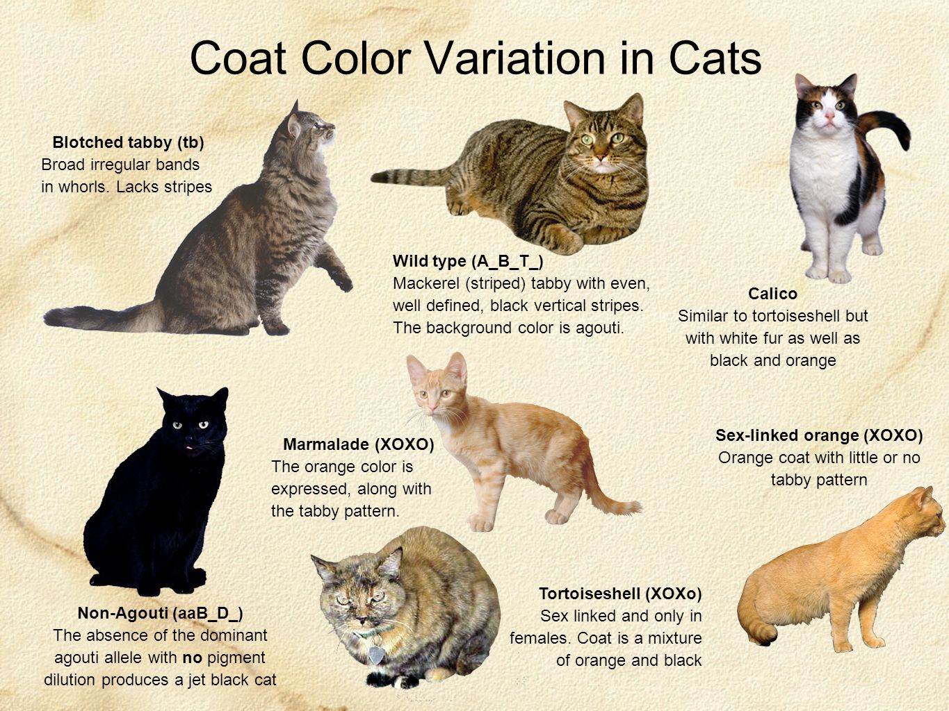 Как переводится кошек. Окрас табби у кошек. Окрас табби кошки таблица. Порода кошек агути. Кот окрас агути.