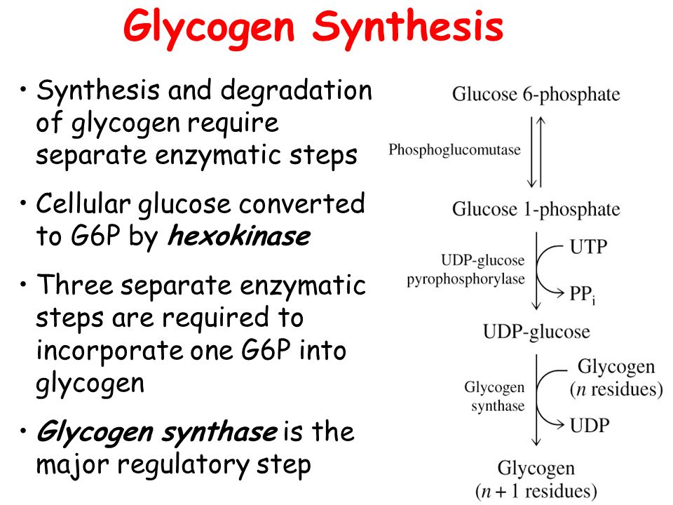 Glycogen Synthesis Synthesis and degradation of glycogen require separate enzymatic steps. Cellular glucose converted to G6P by hexokinase.